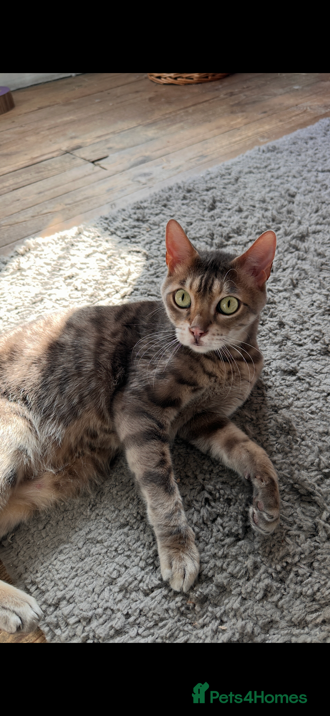 Bengal cats for sale: 6 year old bengal neutered male looking for home  - Image 6