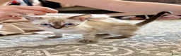 Bengal cats for sale: Beautiful bengal  - Advert 21
