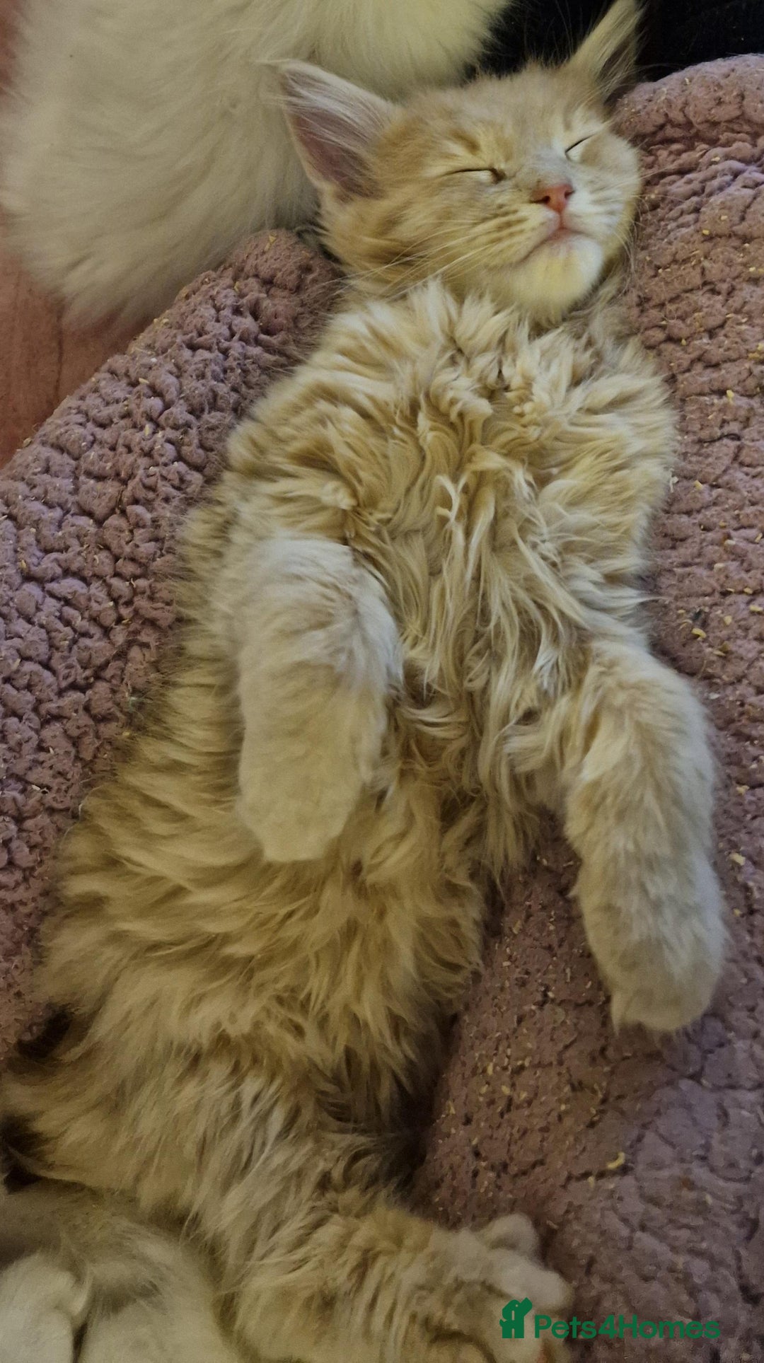 Maine Coon cats for sale: MAINE COON KITTENS WITH WORLD CHAMPION BLOODLINES - Advert 3