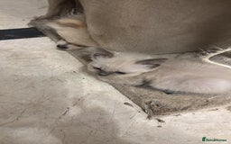 Ragdoll cats for sale: Ragdoll Kittens - Image 3