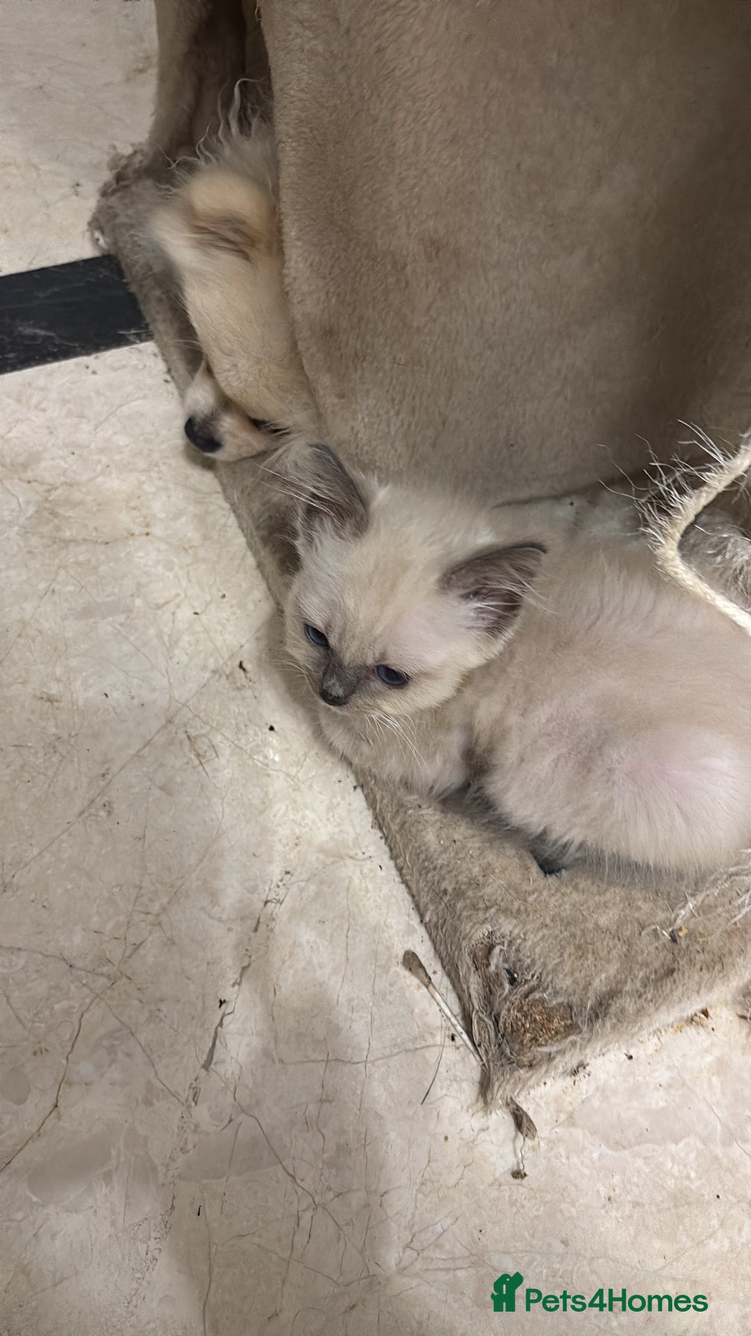 Ragdoll cats for sale: Ragdoll Kittens - Image 3