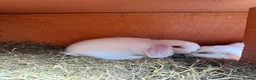 Mini Lop rabbits for sale: Mini lops 9 weeks old male and female in Cardiff - Advert 5