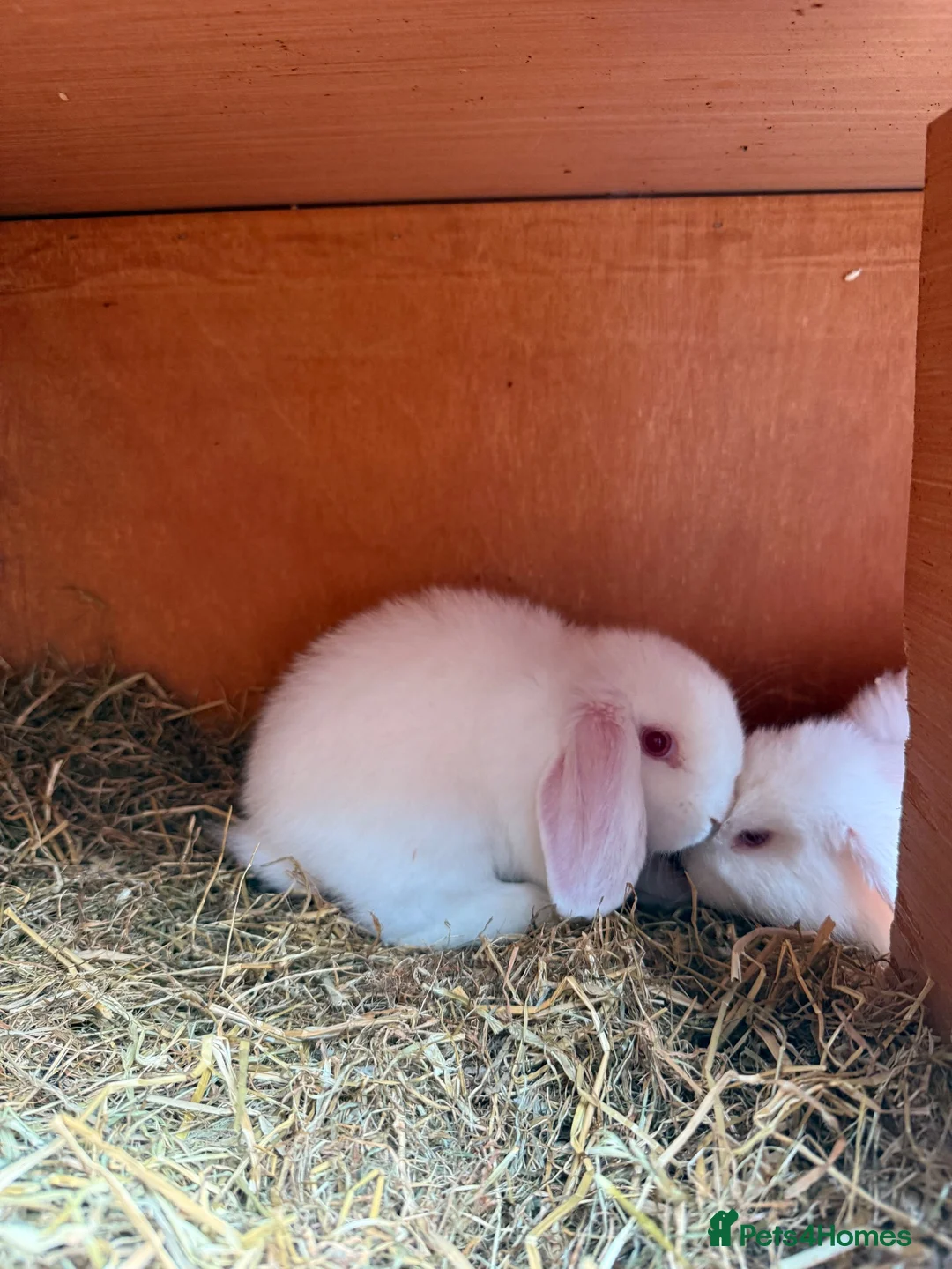 Mini Lop rabbits for sale: Mini lops 9 weeks old male and female in Cardiff - Advert 5