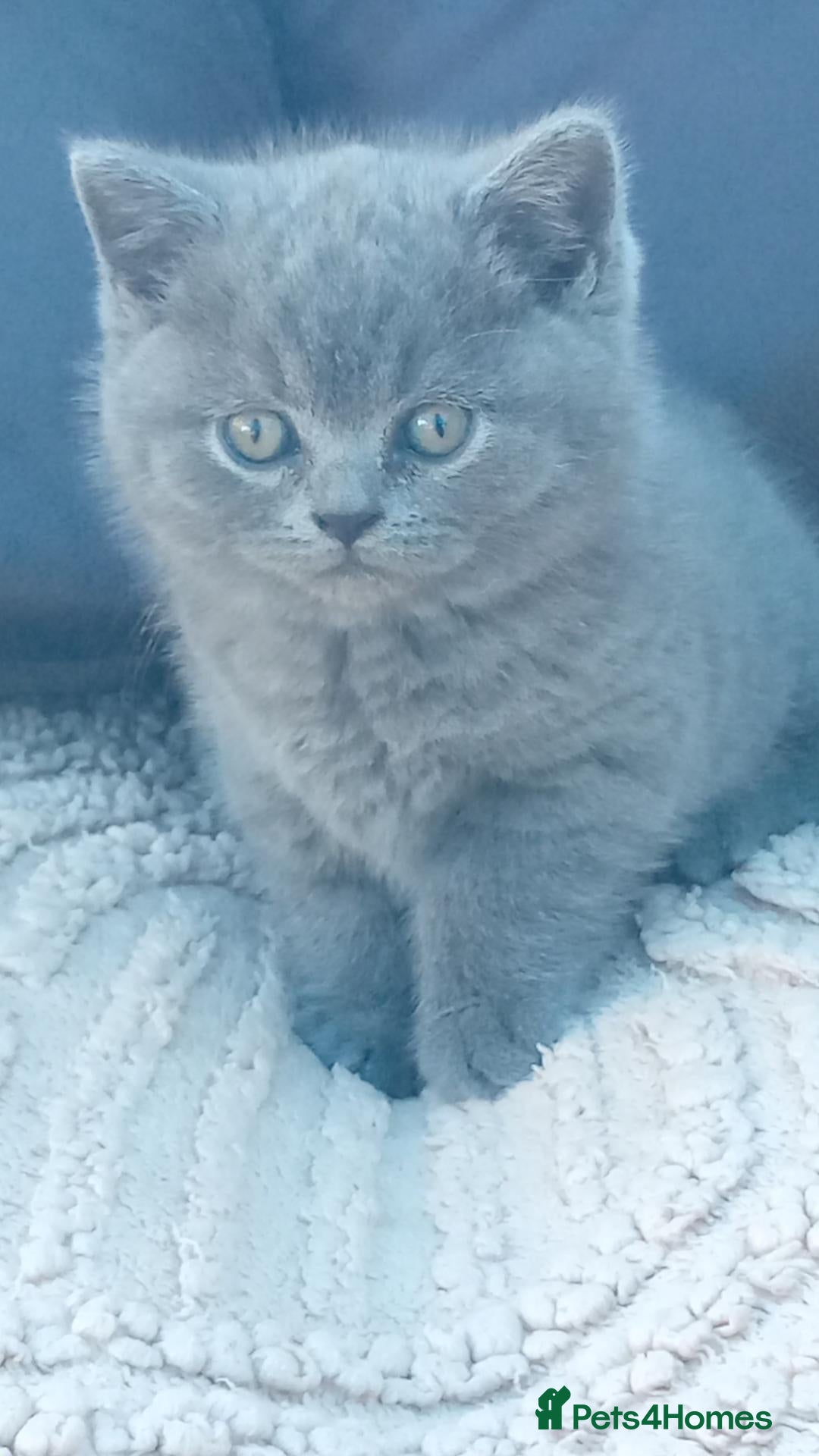 British Shorthair cats Beautiful British short-hair kittens  - Advert 2