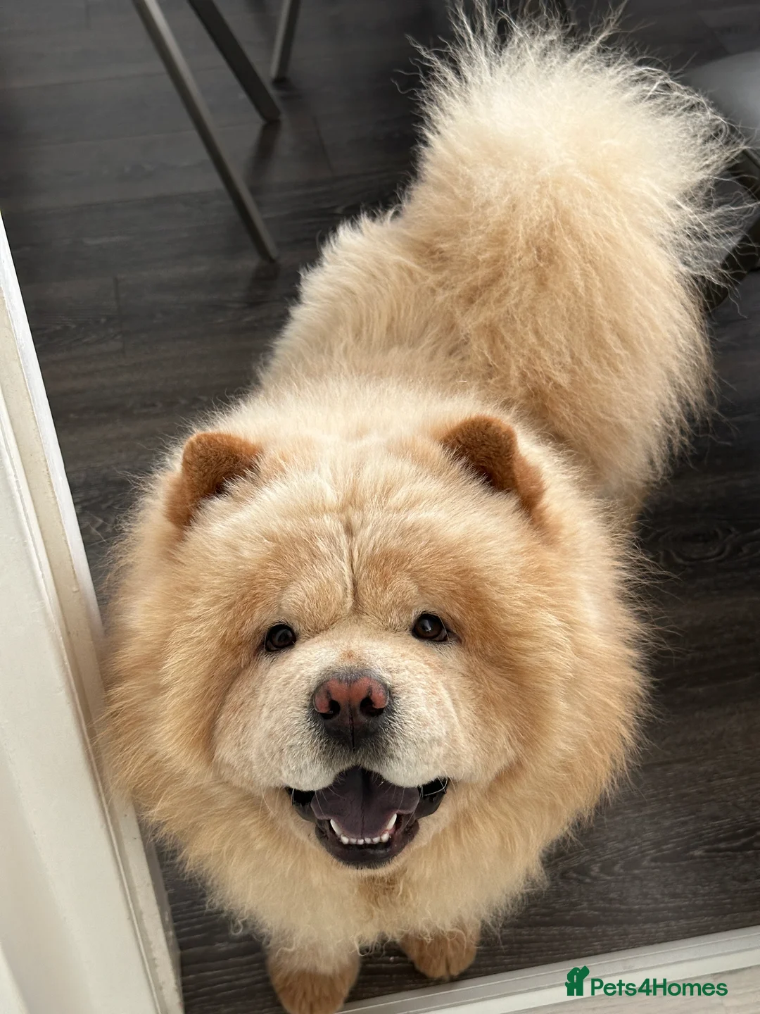 Chow Chow dogs for stud: Mickey: Charming Cream-Colored Stud in Aberdeen - Advert 3