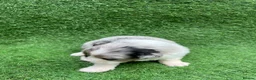 Australian Shepherd dogs for sale: Australian Shepherd Puppies  - Advert 38