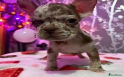 French Bulldog dogs for sale: French bulldog puppy’s - Image 25