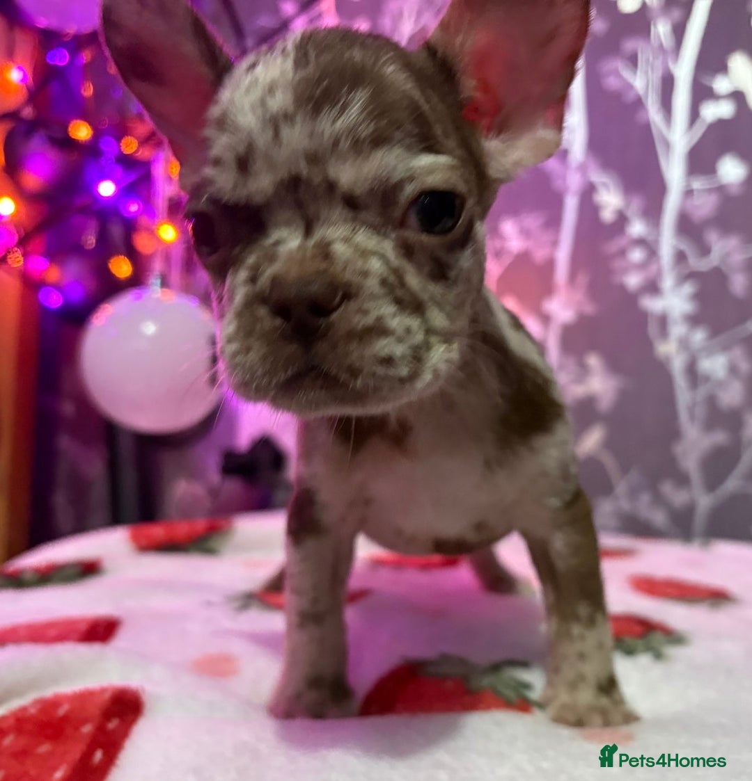 French Bulldog dogs for sale: French bulldog puppy’s - Image 25