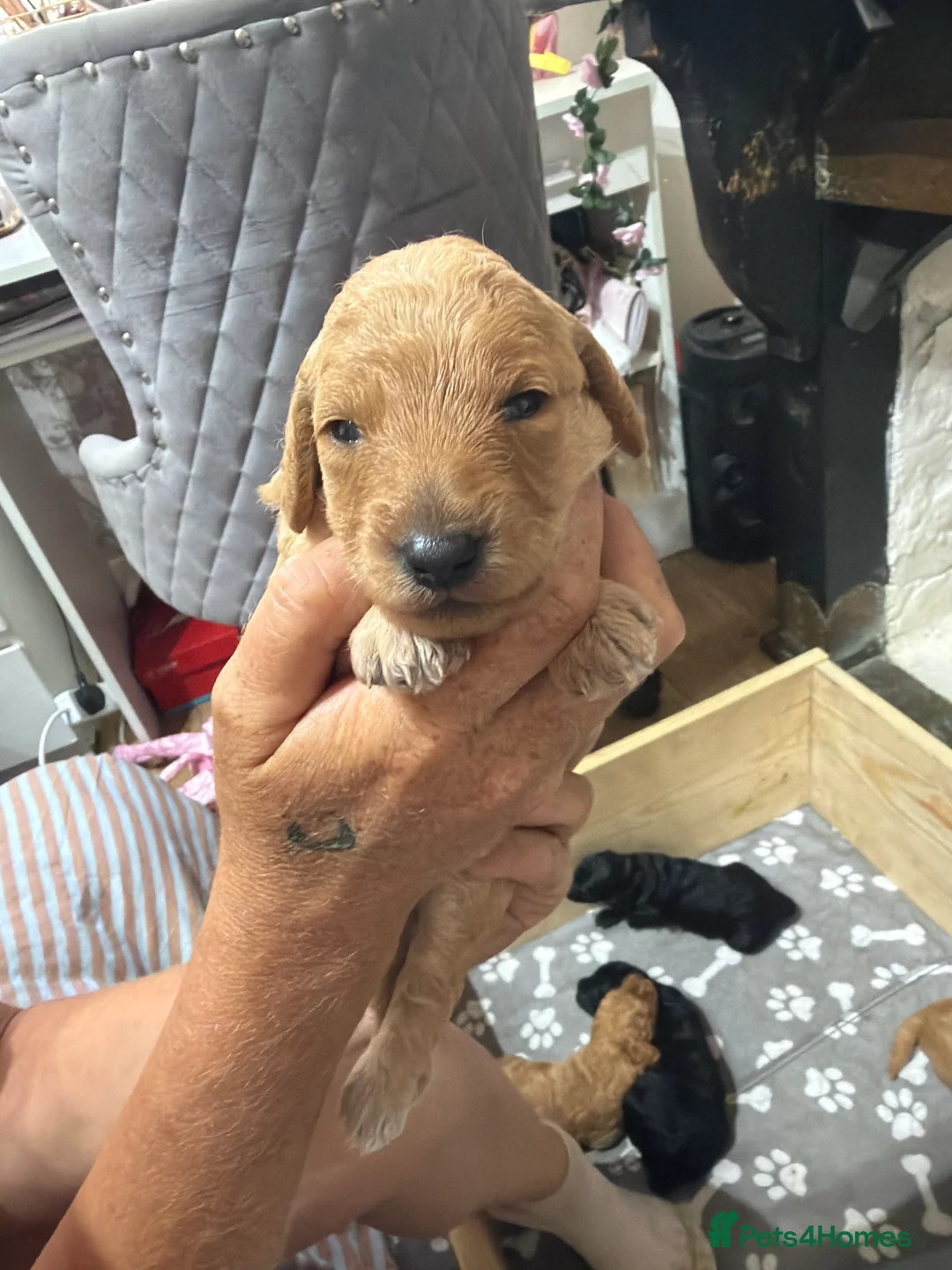 Labradoodle dogs for sale: mini labradoodle cross poddle f1bb  in Rochester - Advert 2