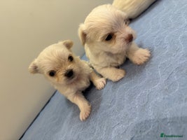 Mixed Breed dogs OUTSTANDING TINY GIRL MALCHIS - Advert 12