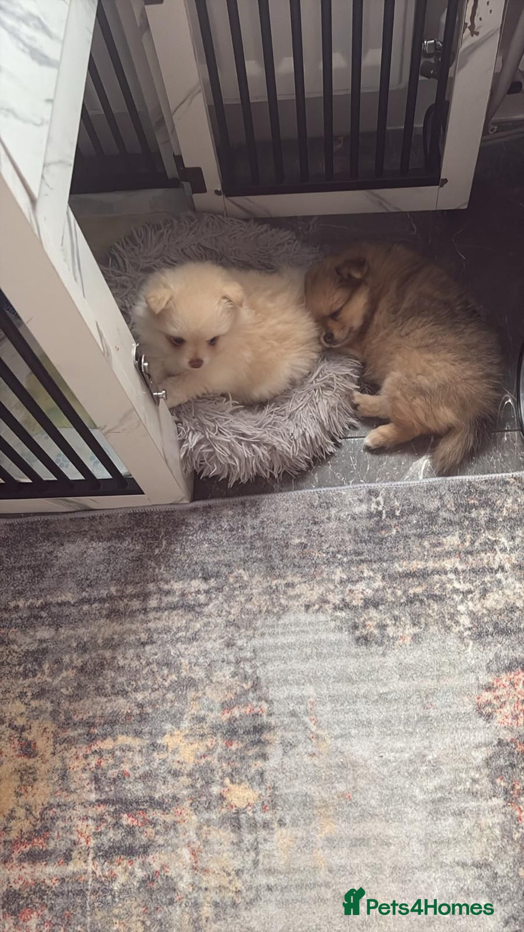 Pomeranian dogs for sale: Baby Pom poms  - Image 4