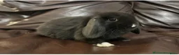 Dwarf Lop rabbits for sale: Baby Minilops for sale  - Advert 3