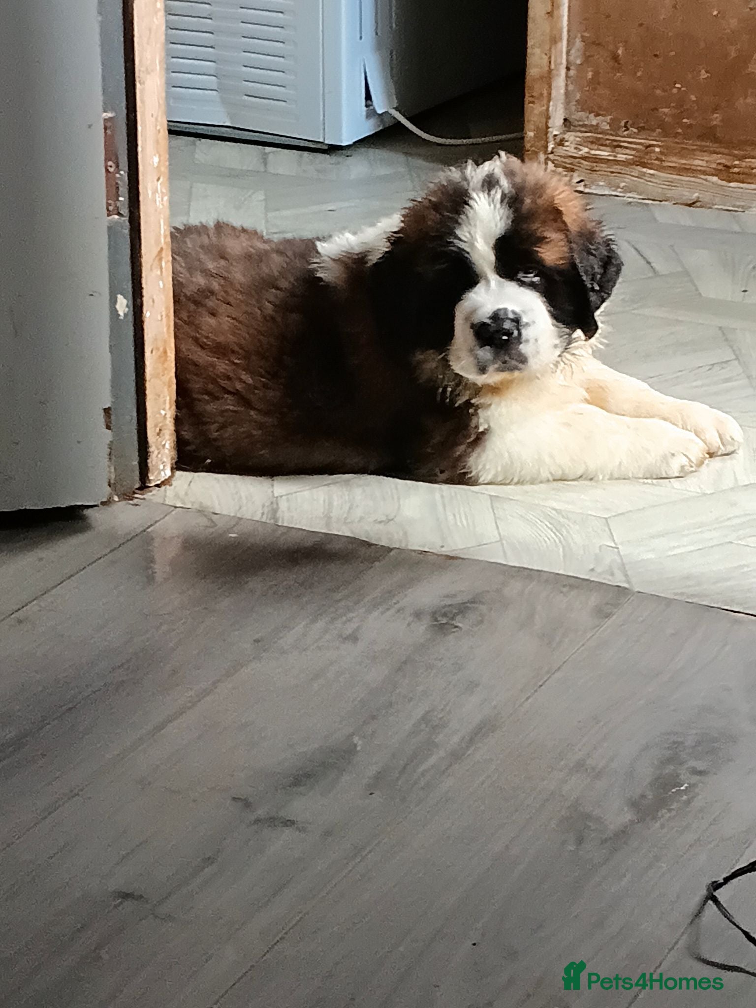 Saint Bernard dogs St Bernard kc registered puppies - Advert 2