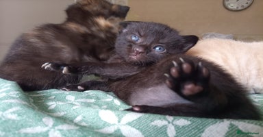 Mixed Breed cats - Advert 7