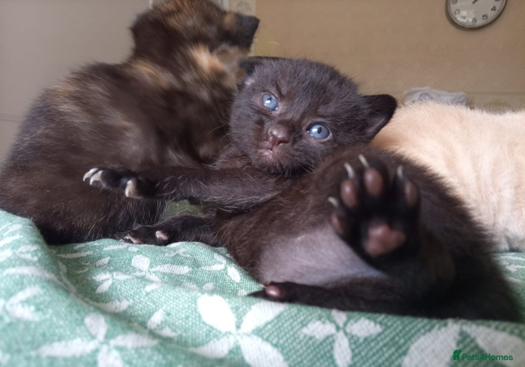 Mixed Breed cats for sale: 6 Gorgeous Kittens Looking for Forever Homes  - Image 2