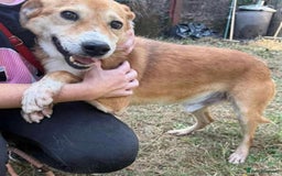Mixed Breed dogs for adoption: Meet Wilson, currently residing in Ormskirk  - Image 7