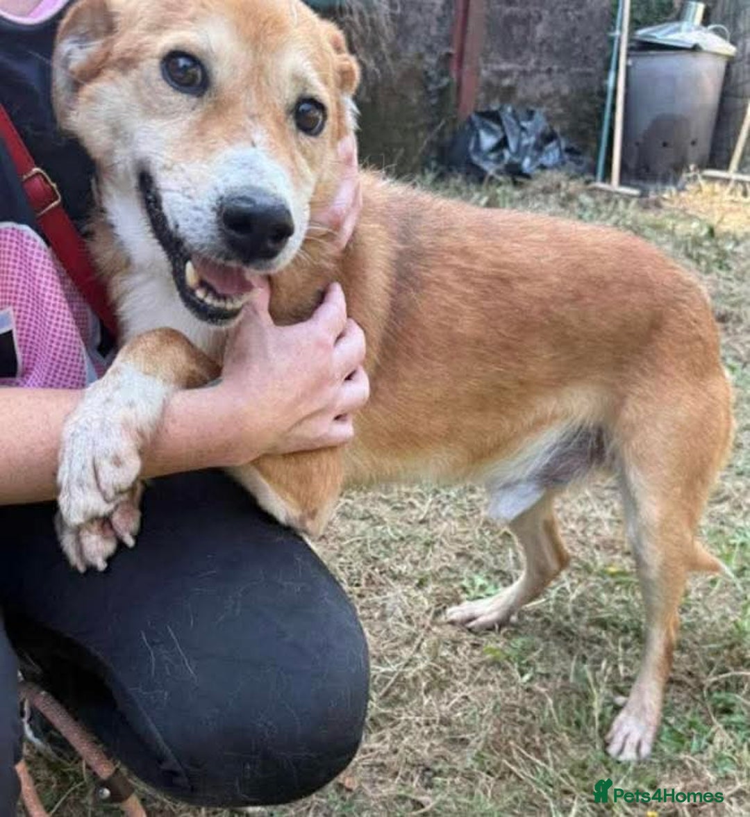 Mixed Breed dogs for adoption: Meet Wilson, currently residing in Ormskirk  - Image 7