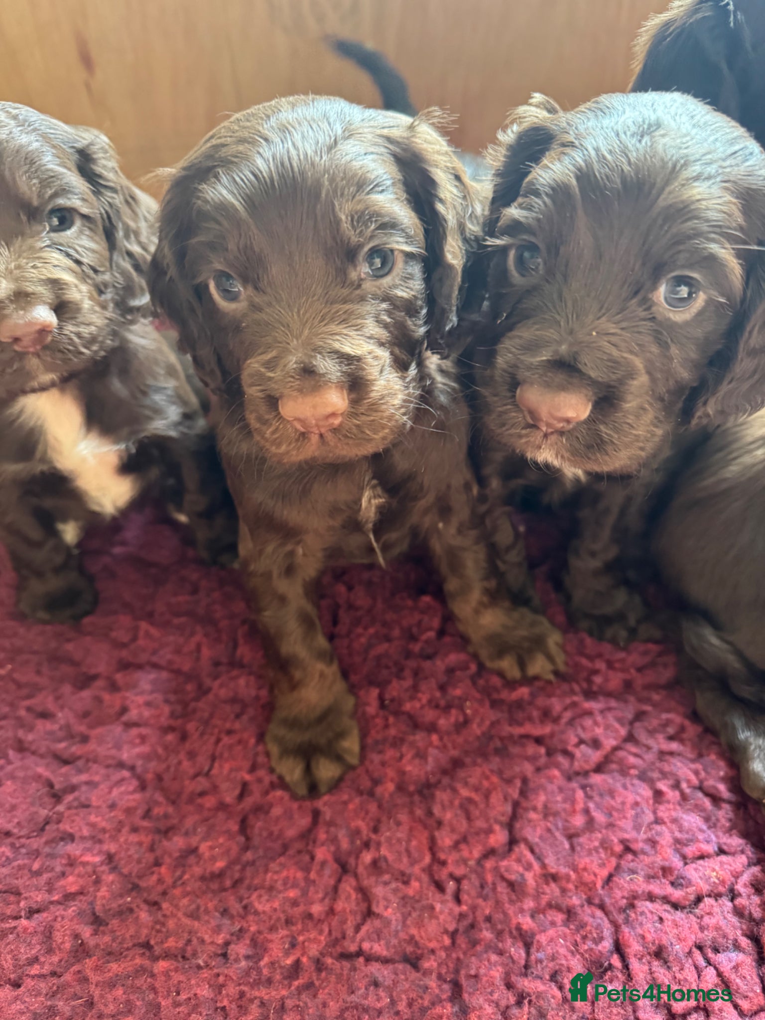 Cocker Spaniel dogs Chocolate Working Cocker Spaniel puppies - Advert 2