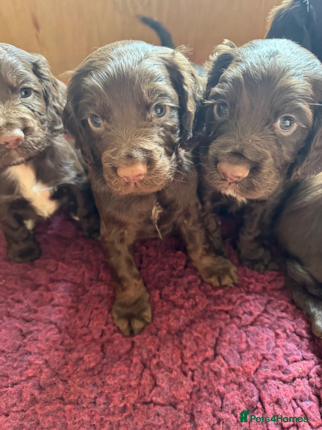 Cocker Spaniel dogs for sale: Chocolate Working Cocker Spaniel puppies - Advert 2