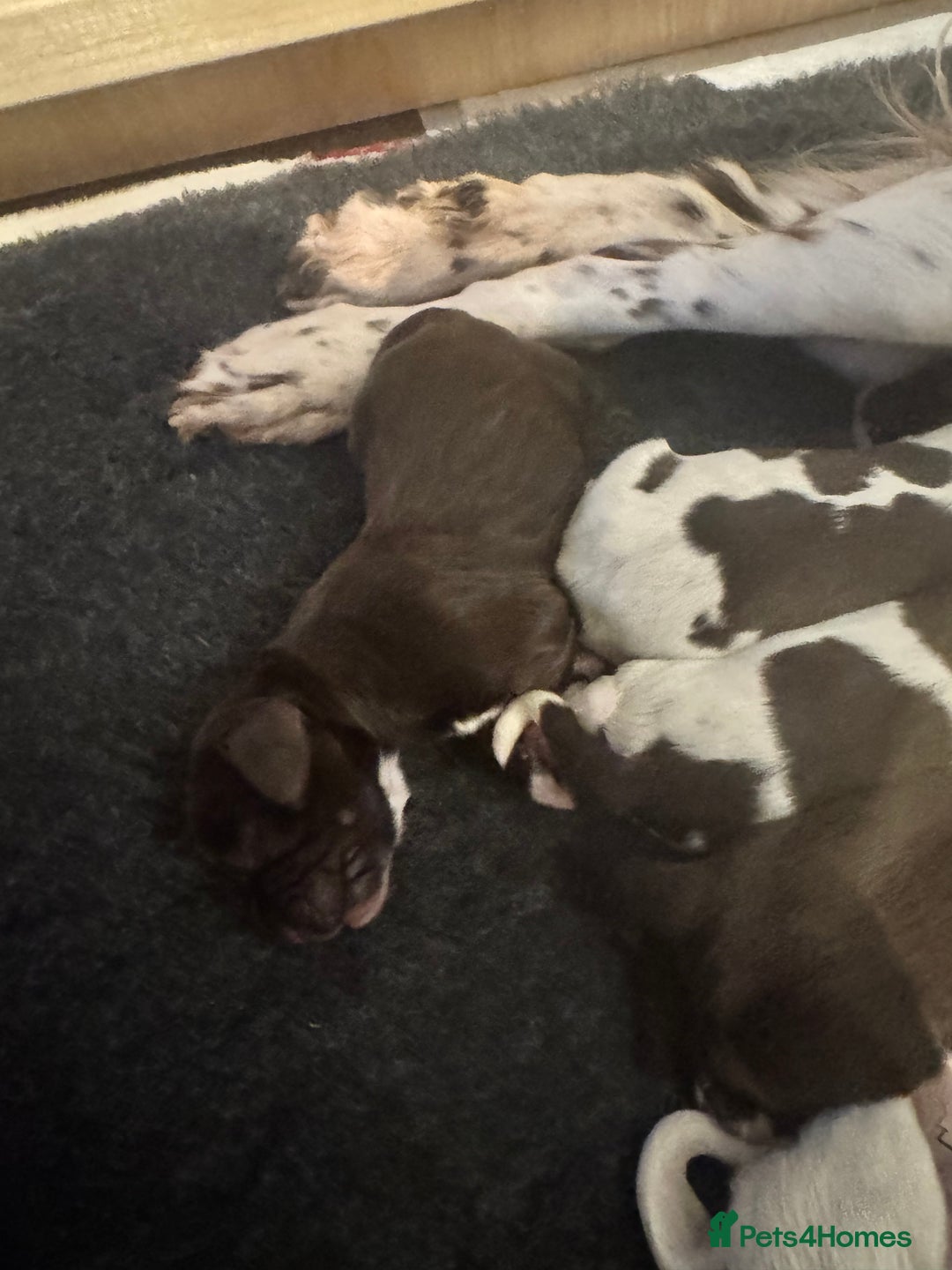 Sprocker dogs for sale: Sprocker puppies  - Advert 4