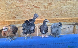 Chickens poultry for sale: Day old Silkies and quail chicks - Image 10