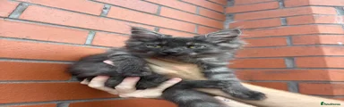 Maine Coon 1