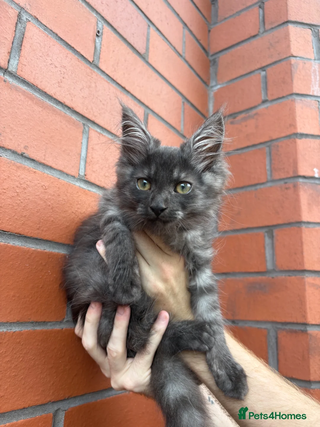 Maine Coon cats for sale: Mainecoon Kittens - Advert 2