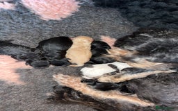 Lhasapoo dogs for sale: 6 stunning lhasapoo - Advert 1