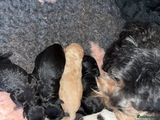 Lhasapoo dogs 6 stunning lhasapoo - Advert 14