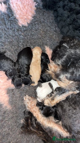 Lhasapoo dogs 6 stunning lhasapoo - Advert 8