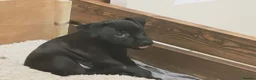 Patterdale Terrier dogs for sale: Patterdale Puppies - 5 Beautiful Bitches - Advert 24