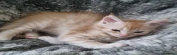 Maine Coon cats for sale: Beautiful GCCF maine coon kittens  - Advert 6