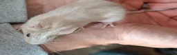 Degus rodents for sale: Lovely Degus ready for their forever homes - Advert 4