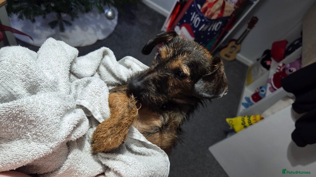 Mixed Breed dogs for sale: 9 Month Old Wired Dachshund x Jack Russell  - Advert 4