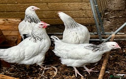 Chickens poultry for sale: Point of Lay Chickens - AVAILABLE NOW - Image 10