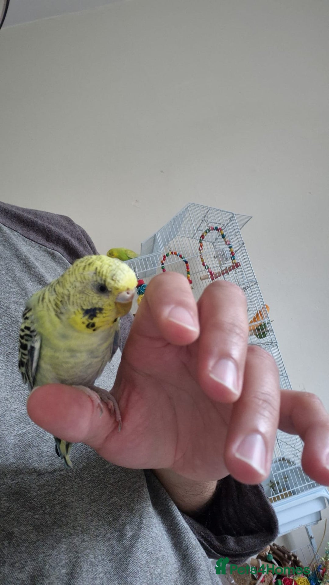 Budgerigars birds for sale: Pair of budgies free to a good home - Advert 2