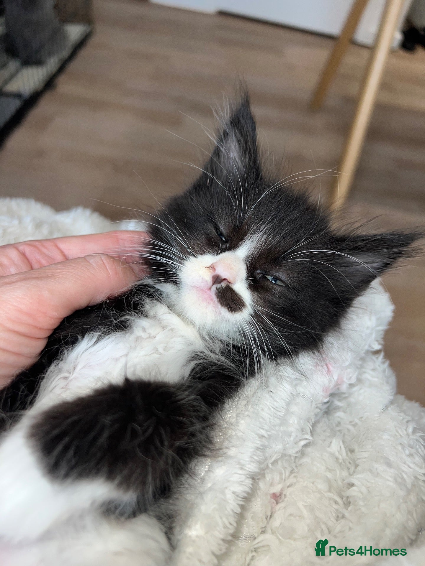 Maine Coon cats 1 female left CHEAP DUE TO HOLI dad Maincoon reg - Advert 16