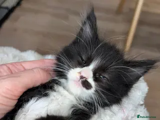 Maine Coon cats 1 female left CHEAP DUE TO HOLI dad Maincoon reg - Advert 16