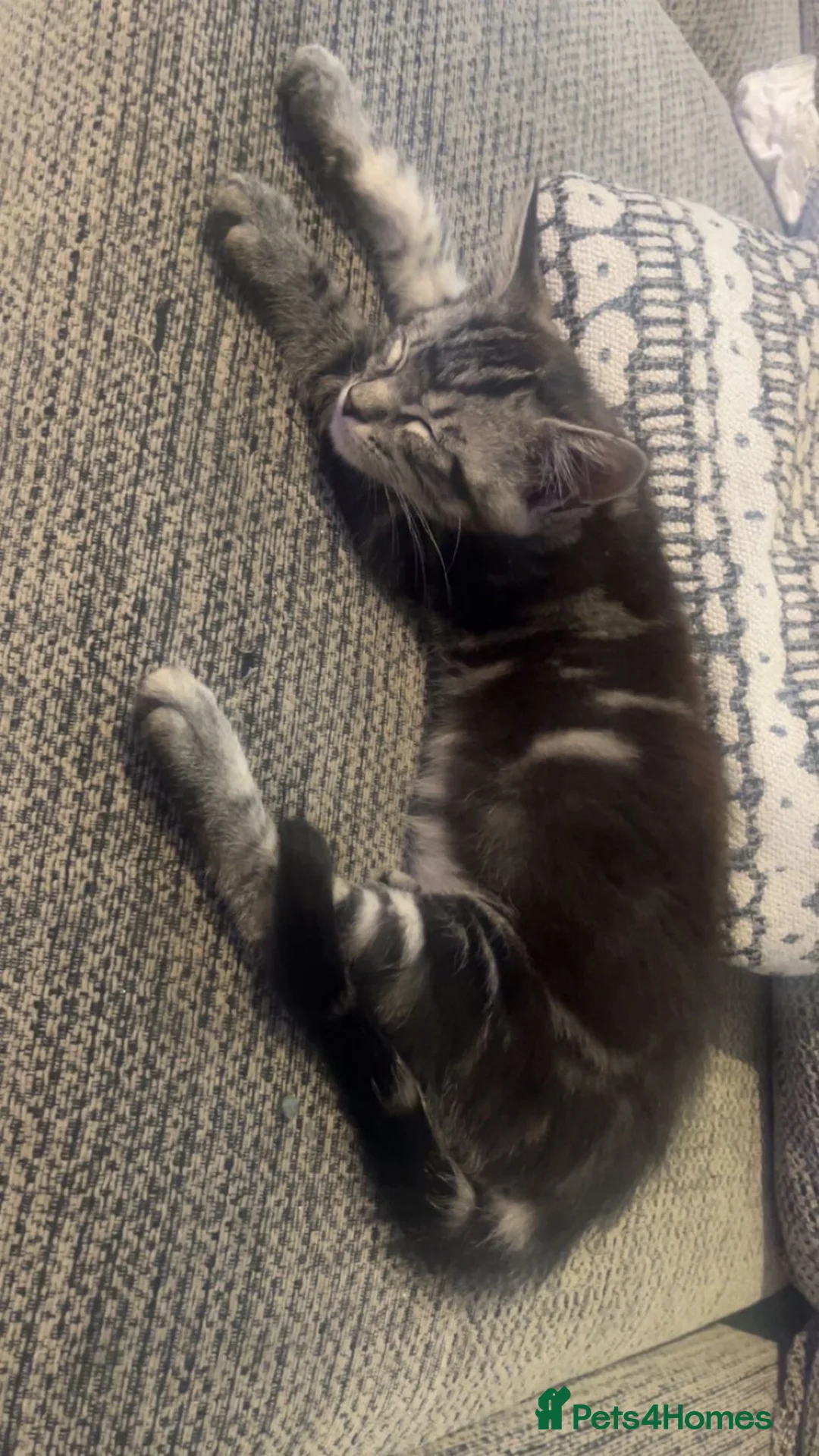 Mixed Breed cats for sale: Half Maine coon kitten for sale!  in Bristol - Advert 2