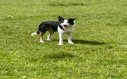 Border Collie dogs for sale: Border collie bitch - Image 1