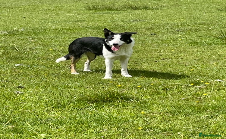 Border Collie dogs - Advert 1