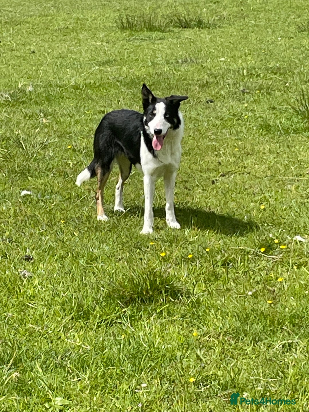 Border Collie dogs for sale: Border collie bitch - Image 1
