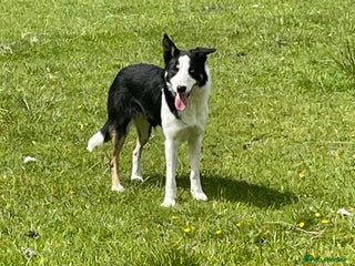 Border Collie dogs - Advert 1