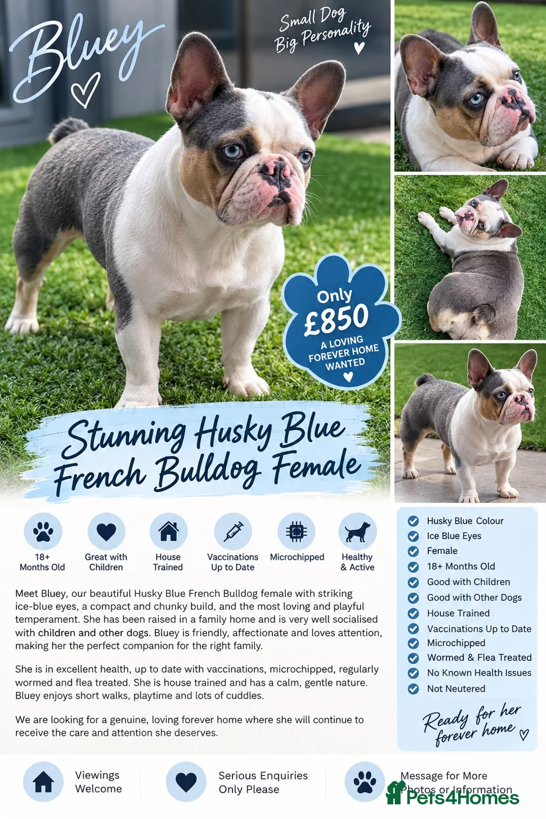 French Bulldog dogs for sale: Stunning French Bulldog Female - Advert 2