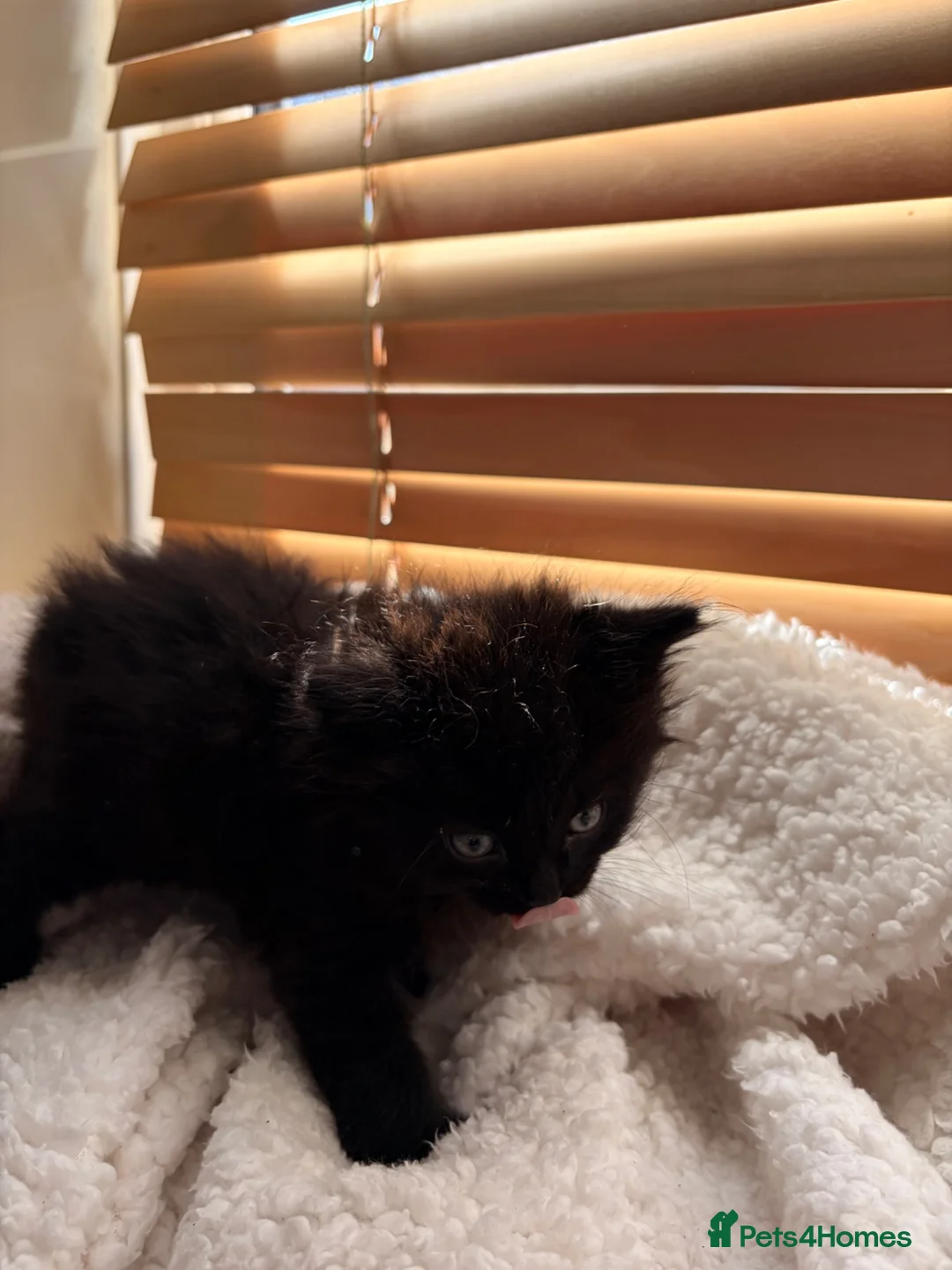 Mixed Breed cats for sale: 4 Beautiful Ragdoll x British Shorthair Kittens in Saint Helens - Advert 37