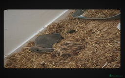 French Lop rabbits for sale: Beautiful Baige colour French loop  - Image 4