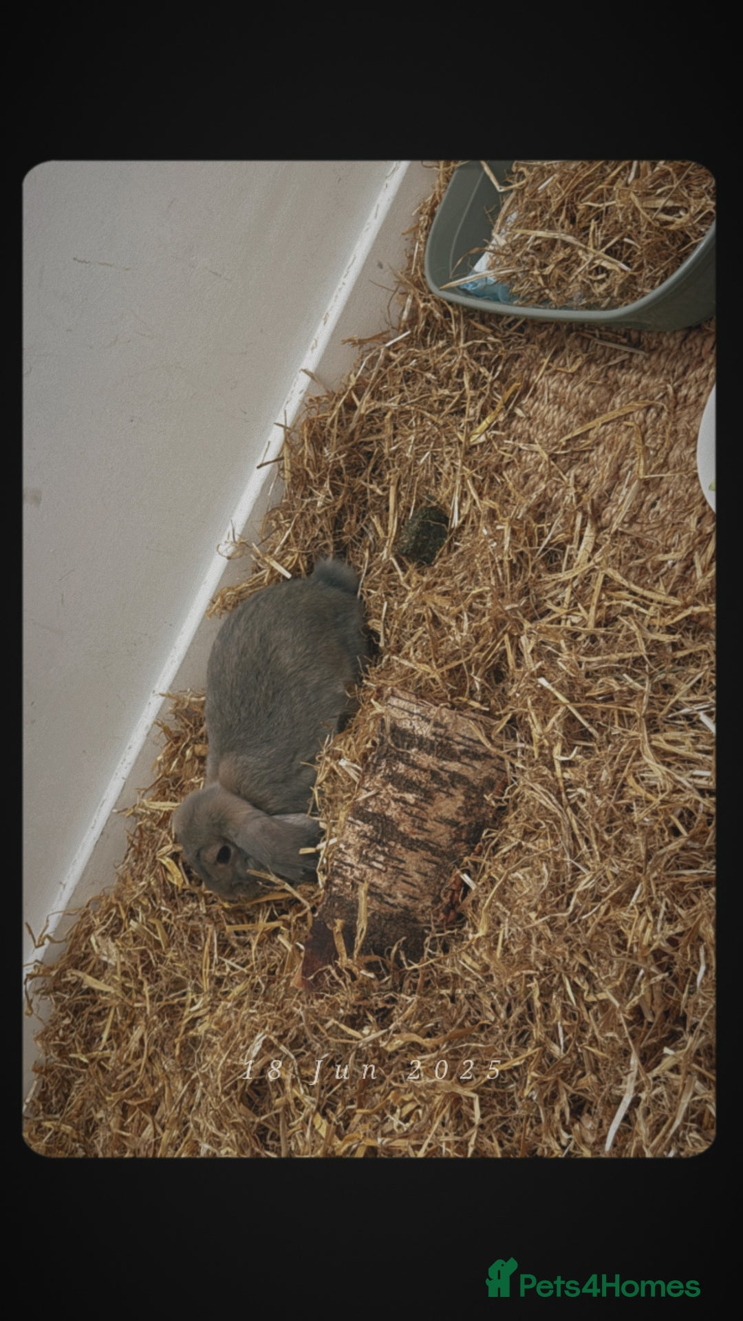French Lop rabbits for sale: Beautiful Baige colour French loop  - Image 4