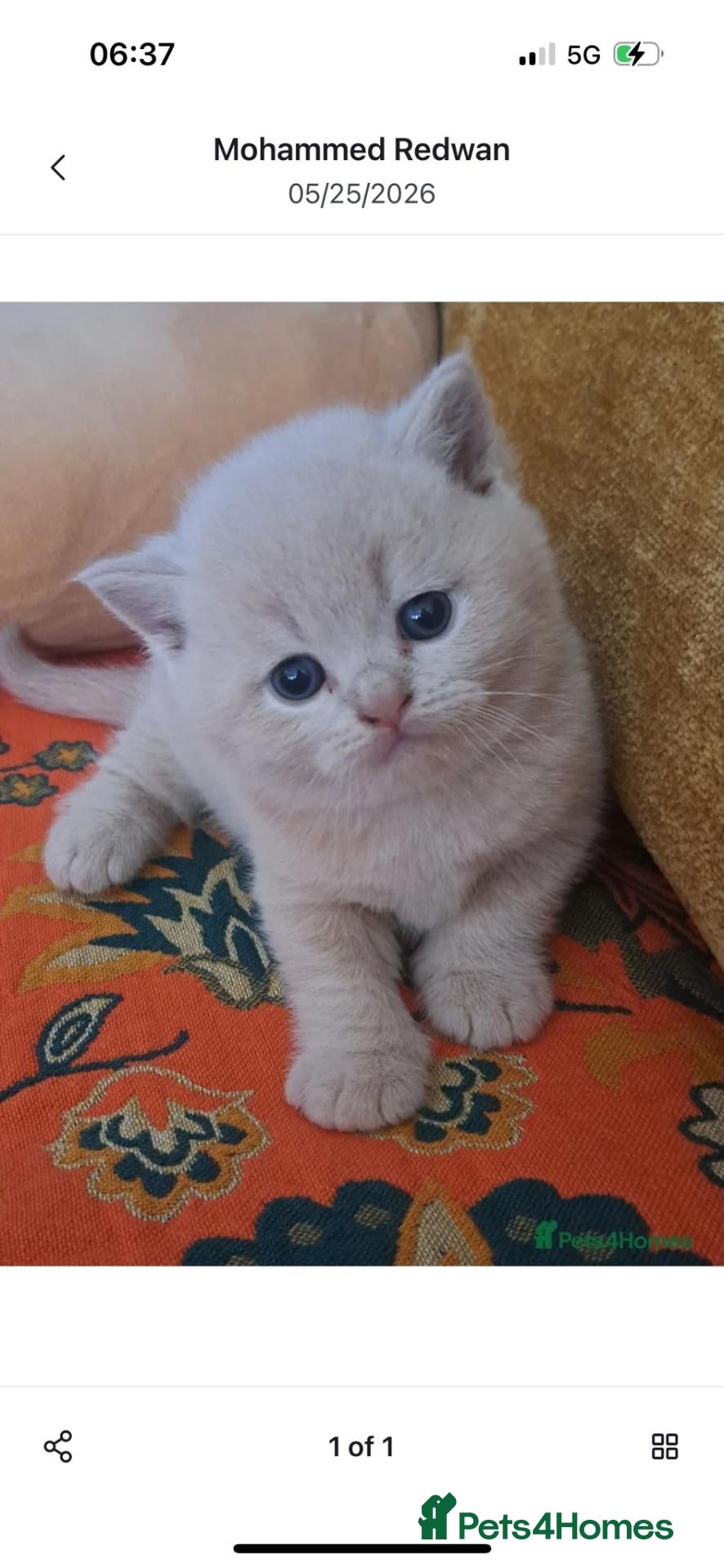 British Shorthair cats Top Quality purebreed BSH kittens - Advert 2