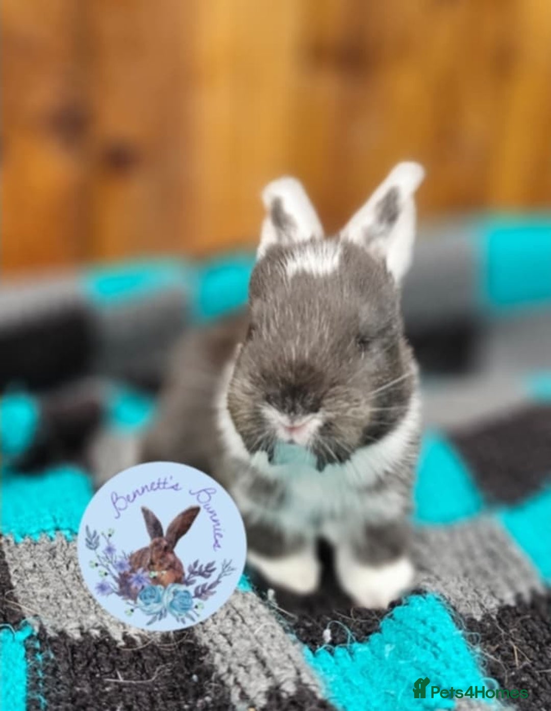 Continental Giant rabbits for sale: Continental Giant's - Advert 1