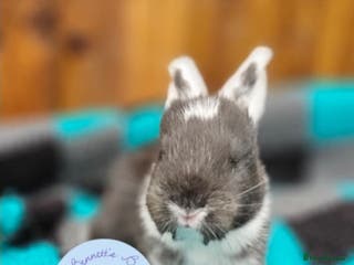 Continental Giant rabbits Continental Giant's - Advert 1